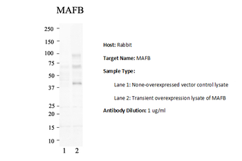 MAFB Rabbit Polyclonal Antibody