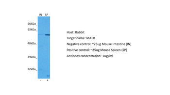 MAFB Rabbit Polyclonal Antibody