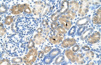 MAFB Rabbit Polyclonal Antibody