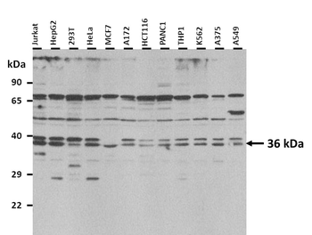 MAFB Rabbit Polyclonal Antibody