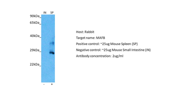 MAFB Rabbit Polyclonal Antibody