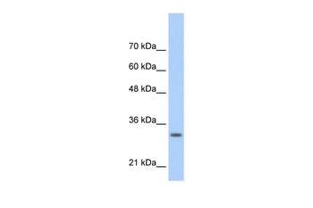 MAFB Rabbit Polyclonal Antibody