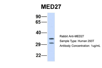 MED27 Rabbit Polyclonal Antibody