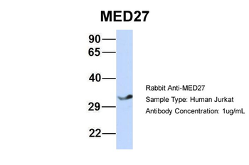 MED27 Rabbit Polyclonal Antibody