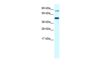 EPB42 Rabbit Polyclonal Antibody