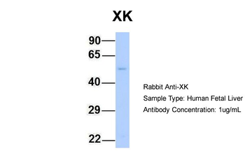 XK Rabbit Polyclonal Antibody
