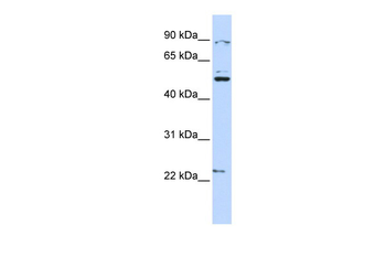 XK Rabbit Polyclonal Antibody