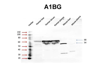 A1BG Rabbit Polyclonal Antibody