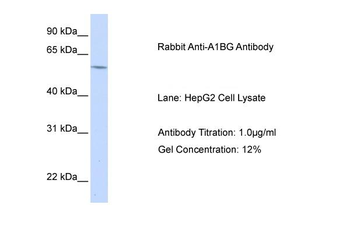 A1BG Rabbit Polyclonal Antibody