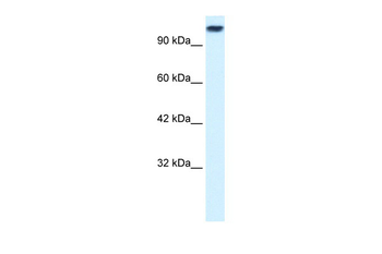 KIF3C Rabbit Polyclonal Antibody
