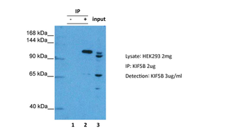 KIF5B Rabbit Polyclonal Antibody