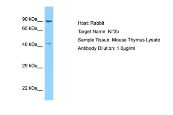 KIF3B Rabbit Polyclonal Antibody