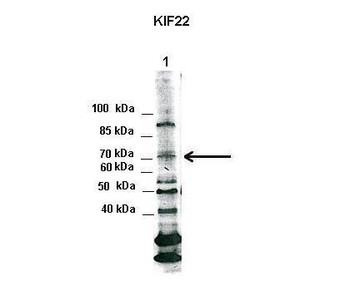 KIF22 Rabbit Polyclonal Antibody
