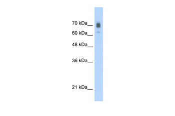 KIF22 Rabbit Polyclonal Antibody