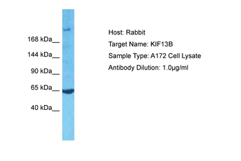 KIF13B Rabbit Polyclonal Antibody