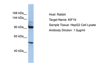 KIF19 Rabbit Polyclonal Antibody