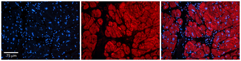 Tnks Rabbit Polyclonal Antibody