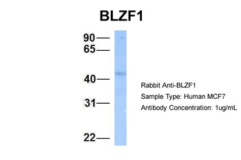 BLZF1 Rabbit Polyclonal Antibody