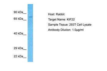 KIF22 Rabbit Polyclonal Antibody
