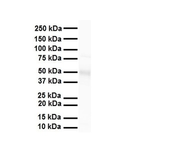TEAD3 Rabbit Polyclonal Antibody