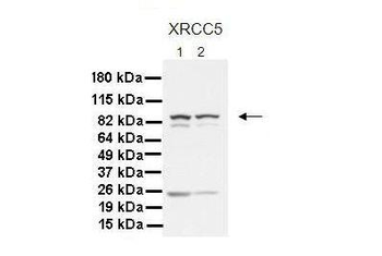 XRCC5 Rabbit Polyclonal Antibody
