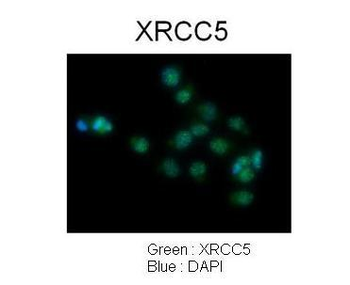 XRCC5 Rabbit Polyclonal Antibody