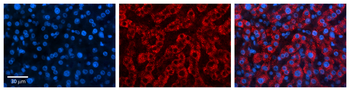 USE1 Rabbit Polyclonal Antibody