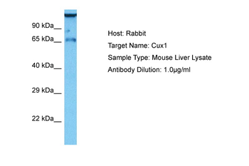 CUX1 Rabbit Polyclonal Antibody