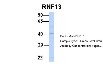 RNF13 Rabbit Polyclonal Antibody