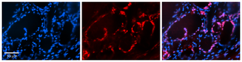 Pax8 Rabbit Polyclonal Antibody