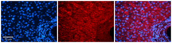 COPS2 Rabbit Polyclonal Antibody