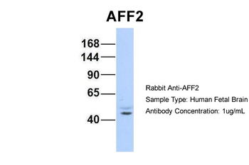 AFF2 Rabbit Polyclonal Antibody