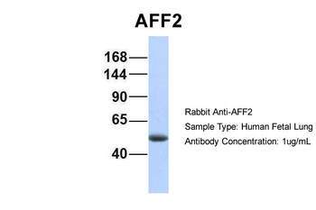 AFF2 Rabbit Polyclonal Antibody