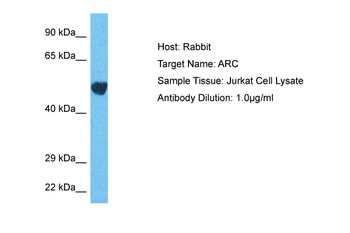 ARC Rabbit Polyclonal Antibody