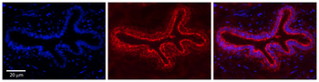 CCT4 Rabbit Polyclonal Antibody