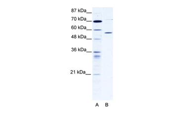 CCT4 Rabbit Polyclonal Antibody