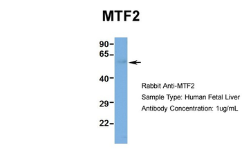 MTF2 Rabbit Polyclonal Antibody
