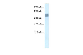 SAP30BP Rabbit Polyclonal Antibody