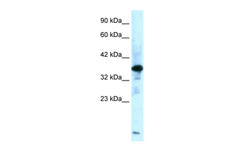 ZFPL1 Rabbit Polyclonal Antibody