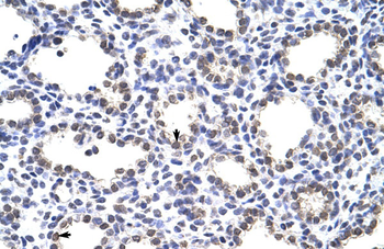 MANSC1 Rabbit Polyclonal Antibody