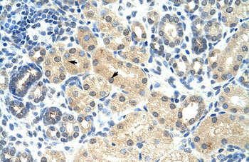 RASSF7 Rabbit Polyclonal Antibody