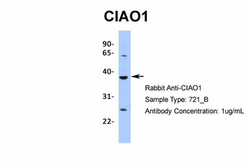 CIAO1 Rabbit Polyclonal Antibody