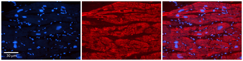 TRIM10 Rabbit Polyclonal Antibody