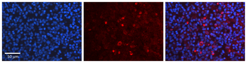 USF1 Rabbit Polyclonal Antibody