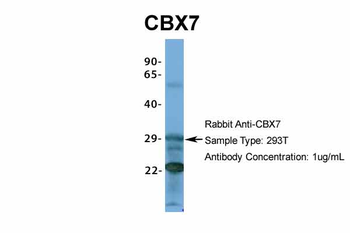CBX7 Rabbit Polyclonal Antibody