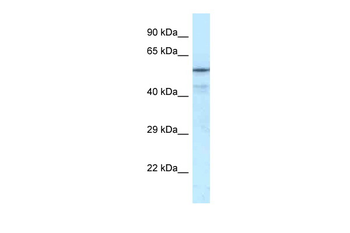 NRF1 Rabbit Polyclonal Antibody