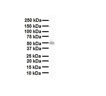 NRF1 Rabbit Polyclonal Antibody