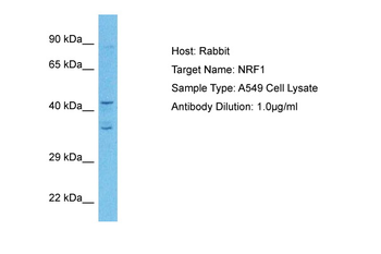 NRF1 Rabbit Polyclonal Antibody
