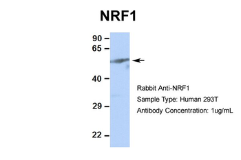 NRF1 Rabbit Polyclonal Antibody