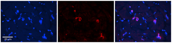 NRF1 Rabbit Polyclonal Antibody